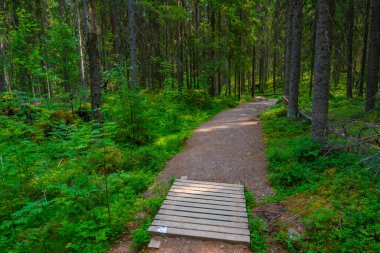Finlandiya 'daki Helvetinjarvi ulusal parkının doğal manzarası