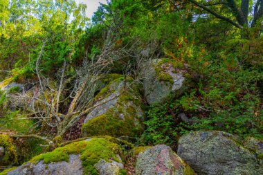 Finlandiya 'da Kvarken takımadalarından De Geer moraines.
