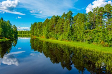 Finlandiya 'daki çam ormanı suları yansıtır.