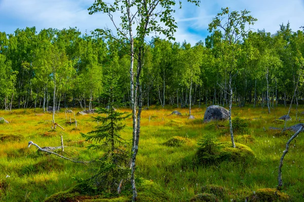 Finlandiya 'da Kvarken takımadalarının doğal manzarası.