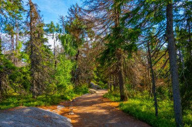 Finlandiya 'daki Koli Milli Parkı' nda yürüyüş yolu.