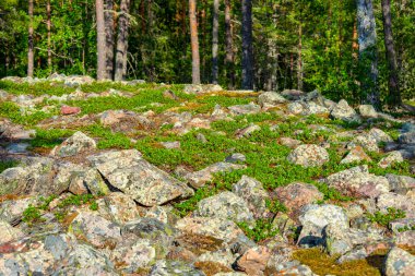 Sammallahdenmaki, Finlandiya 'da Rauma yakınlarında bir Bronz Çağı mezarlığı.