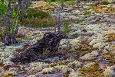 Sammallahdenmaki, Finlandiya 'da Rauma yakınlarında bir Bronz Çağı mezarlığı.