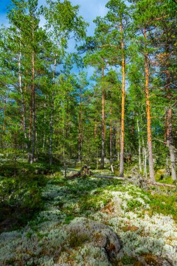 Sammallahdenmaki, Finlandiya 'da Rauma yakınlarında bir Bronz Çağı mezarlığı.