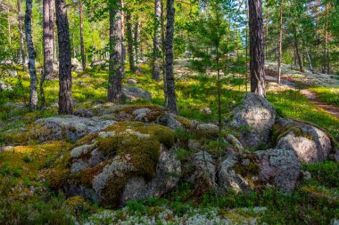 Sammallahdenmaki, Finlandiya 'da Rauma yakınlarında bir Bronz Çağı mezarlığı.
