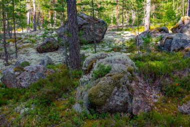 Sammallahdenmaki, Finlandiya 'da Rauma yakınlarında bir Bronz Çağı mezarlığı.