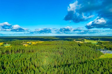 Finlandiya, Rauma yakınlarında çam ormanı manzarası.