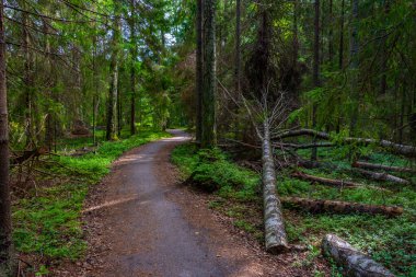 Finlandiya 'daki Yyteri plajının doğal manzarası.