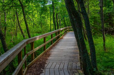 Finlandiya 'daki Yyteri plajının doğal manzarası.
