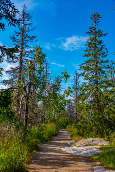 stock image Hiking trail at Koli national park in Finland.