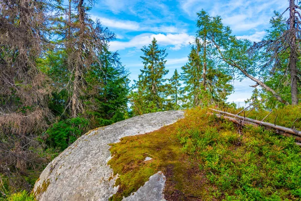 Sendero Senderismo Parque Nacional Koli Finlandia —  Fotos de Stock