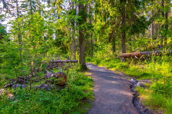 Trilha Caminhadas Parque Nacional Koli Finlândia — Fotografia de Stock