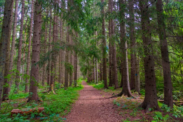 Paesaggio Naturale Della Foresta Vicino Alla Cartiera Verla Finlandia — Foto Stock