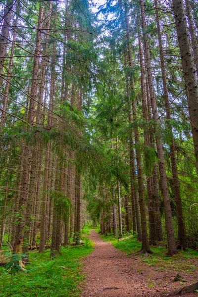 芬兰弗拉造纸厂附近森林的自然景观 — 图库照片