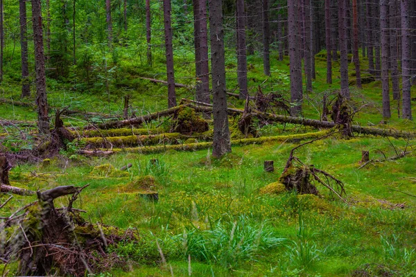 Natural Landscape Forest Verla Paper Mill Finland — Stock Photo, Image