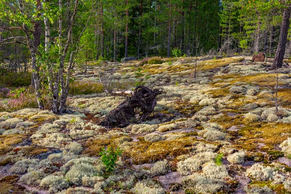 サマラヒデンマキ Sammalahdenmaki フィンランドのラウマ近郊の青銅器時代の埋葬地 — ストック写真