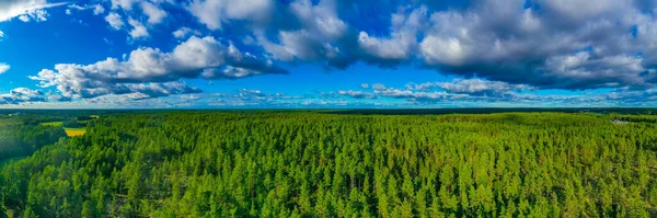 Panorama Pine Forest Rauma Finland — Stock Photo, Image