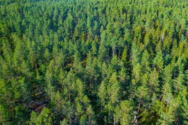 stock image Panorama of pine forest near Rauma, Finland.