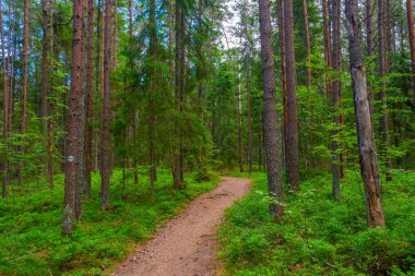 Estonya köyü yakınlarındaki orman yolu Altja.