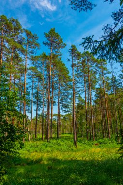 Estonya 'daki Virü Bataklığı Ulusal Parkı' ndaki orman patikası.