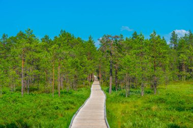 Estonya 'daki Virü Bataklığı Ulusal Parkı' ndaki orman patikası.