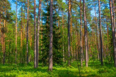 Estonya 'daki Virü Bataklığı Ulusal Parkı' ndaki orman patikası.