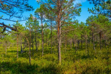 Estonya 'daki Virü Bataklığı Ulusal Parkı' ndaki orman patikası.