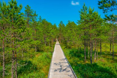 Estonya 'daki Virü Bataklığı Ulusal Parkı' ndaki orman patikası.