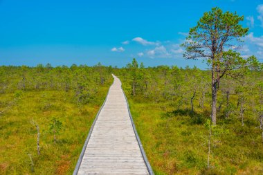 Estonya 'daki Virü bataklık milli parkının manzarası.