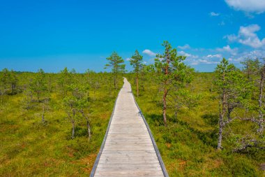 Estonya 'daki Virü bataklık milli parkının manzarası.