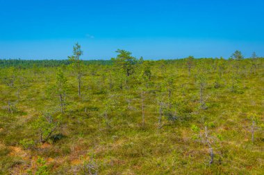 Estonya 'daki Virü bataklık milli parkının manzarası.