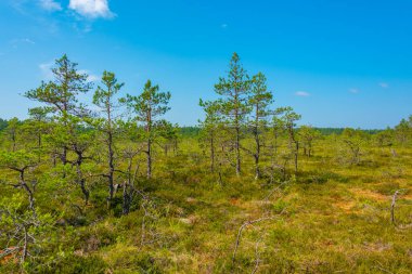 Estonya 'daki Virü bataklık milli parkının manzarası.