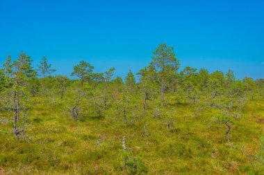 Estonya 'daki Virü bataklık milli parkının manzarası.
