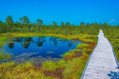 Estonya 'daki Virü bataklık milli parkının manzarası.