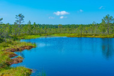 Estonya 'daki Virü bataklık milli parkının manzarası.