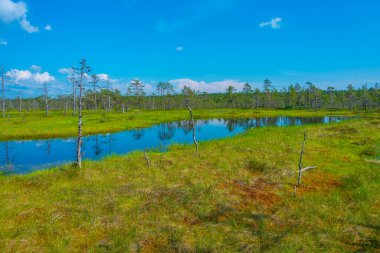 Estonya 'daki Virü bataklık milli parkının manzarası.