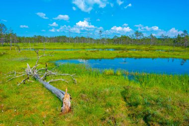 Estonya 'daki Virü bataklık milli parkının manzarası.