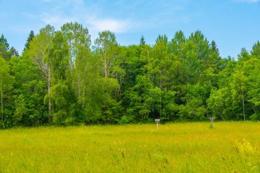 Estonya 'daki Saaremaa adasında orman yolu.