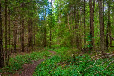 Estonya 'daki Saaremaa adasında orman yolu.