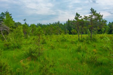 Estonya 'daki Saaremaa adasında orman yolu.