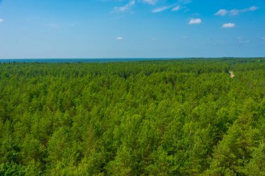 Estonya 'daki Saaremma adasının orman manzarası.