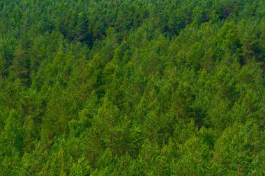 Estonya 'daki Saaremma adasının orman manzarası.