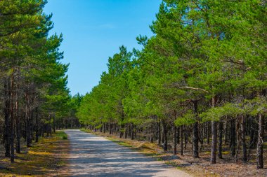 Estonya 'daki Saaremaa adasında orman yolu.