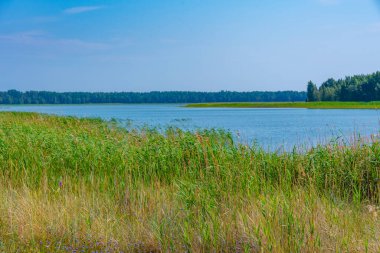 Estonya 'daki Kiipsaare yarımadasının doğal manzarası.