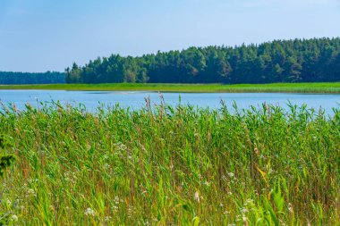 Estonya 'daki Kiipsaare yarımadasının doğal manzarası.