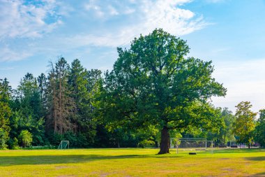 Estonya 'nın Orissaare kentindeki futbol stadyumunun merkezinde büyüyen ağaç.