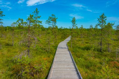Estonya 'daki Soomaa Ulusal Parkı manzarası.