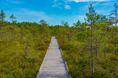 Estonya 'daki Soomaa Ulusal Parkı manzarası.
