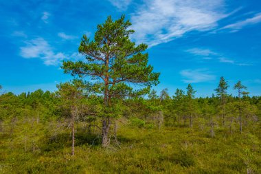 Estonya 'daki Soomaa Ulusal Parkı manzarası.