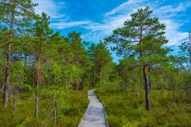 Estonya 'daki Soomaa Ulusal Parkı manzarası.